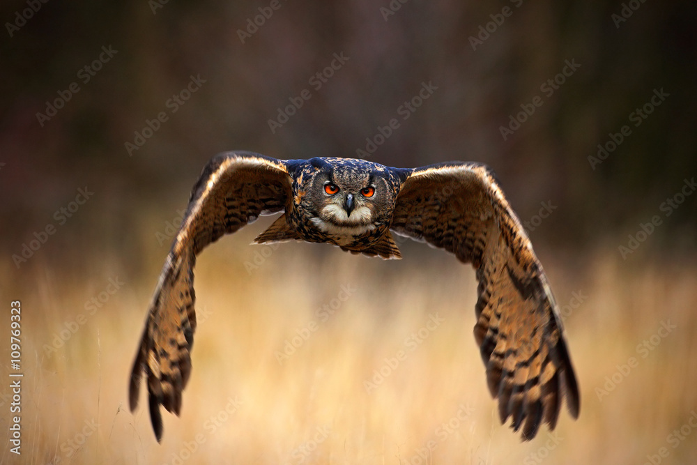 欧亚鹰鸮，蟾蜍，在草地上张开翅膀的飞鸟，背景是森林