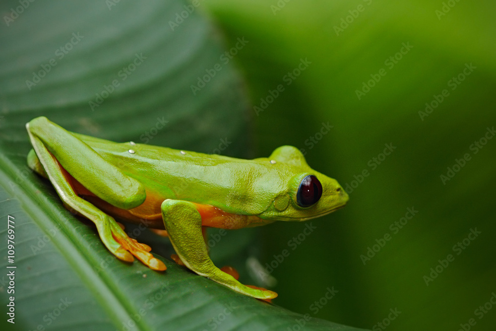 飞叶蛙，Agalychnis spurelli，坐在树叶上的绿色青蛙，大自然中的树蛙ha