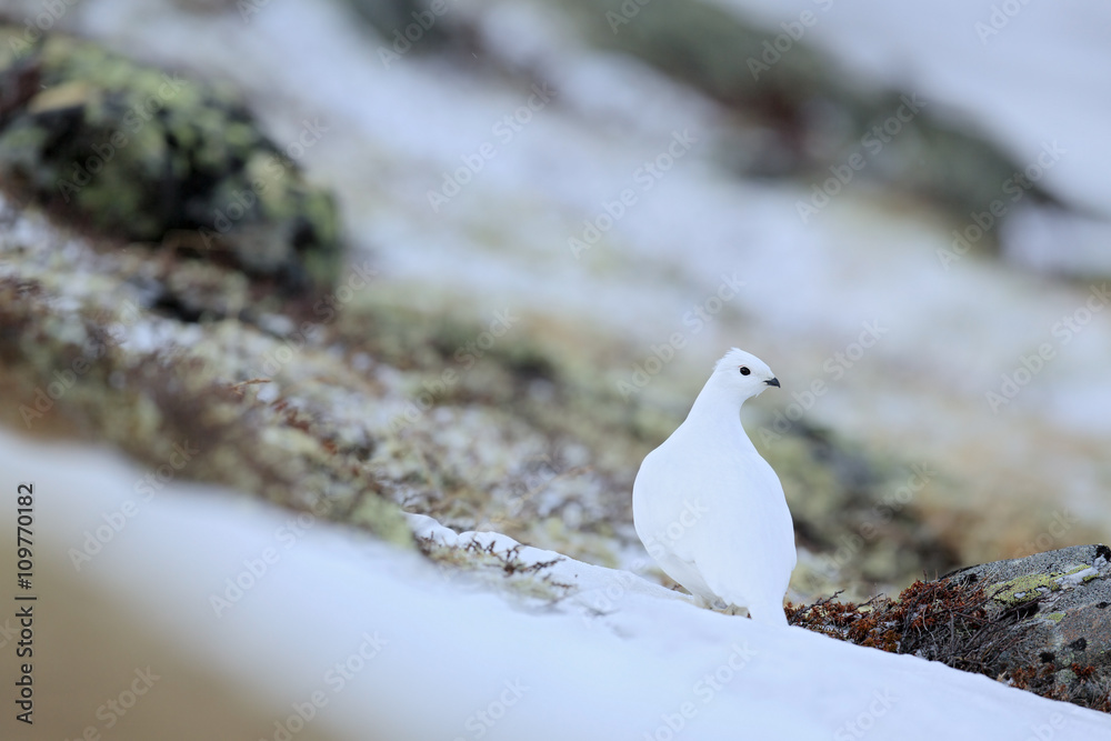 Rock Ptarmigan，Lagopus mutus，坐在雪地上的白鸟，自然栖息地的鸟，挪威