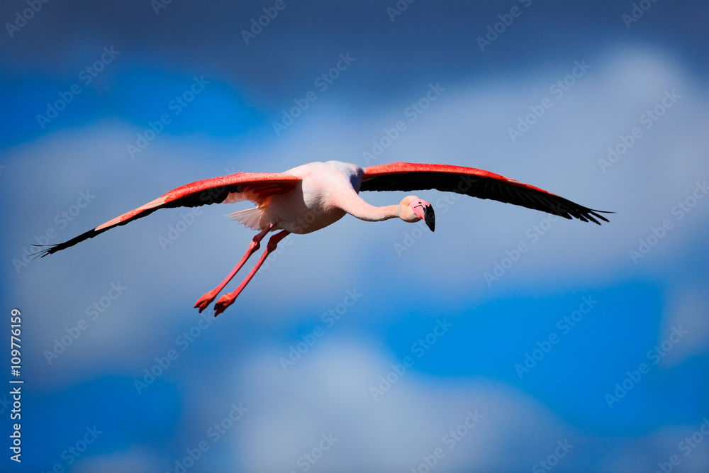 大火烈鸟，凤凰，飞行美丽的粉红色大鸟，深蓝色的天空，均匀