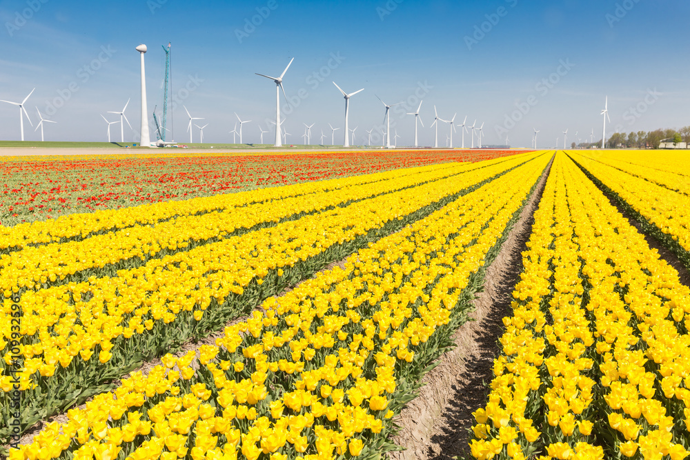 荷兰的田野里有黄色郁金香和风力涡轮机
