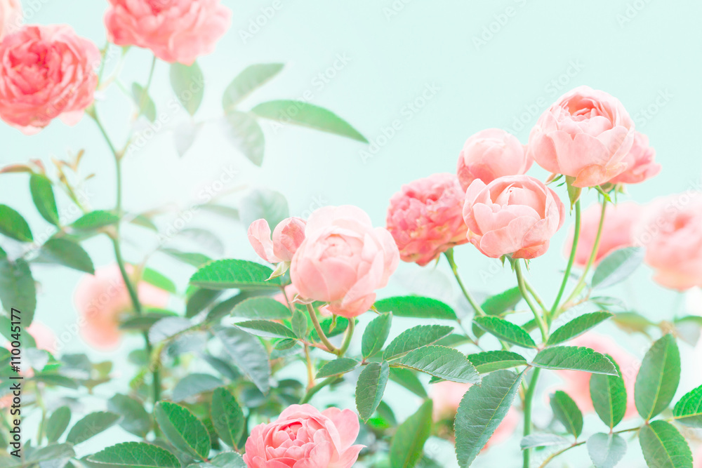 爱情浪漫背景的甜美粉色玫瑰花