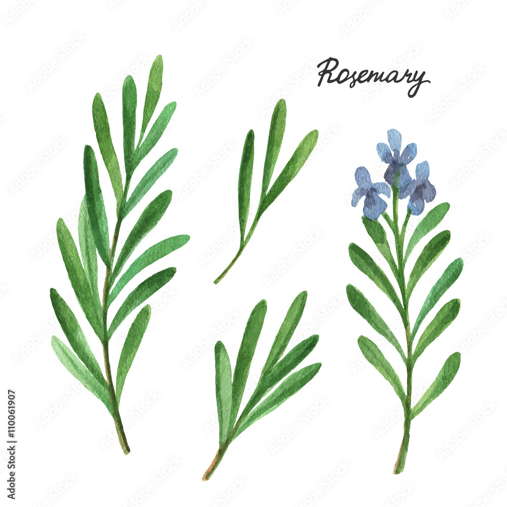 Watercolor branches and leaves of rosemary. 