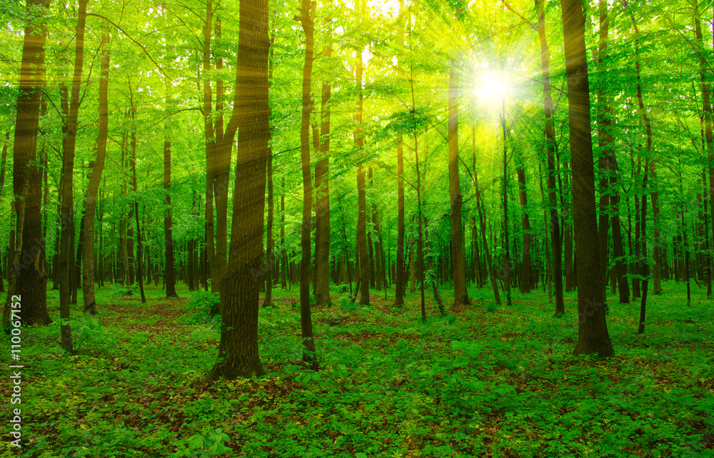 森林与太阳