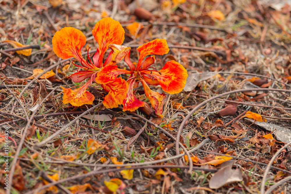 close up orange Royal Poinciana on ground, Flam-boyant, The Flame Tree