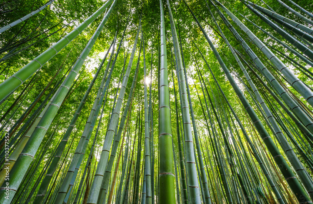 日本京都荒山竹林