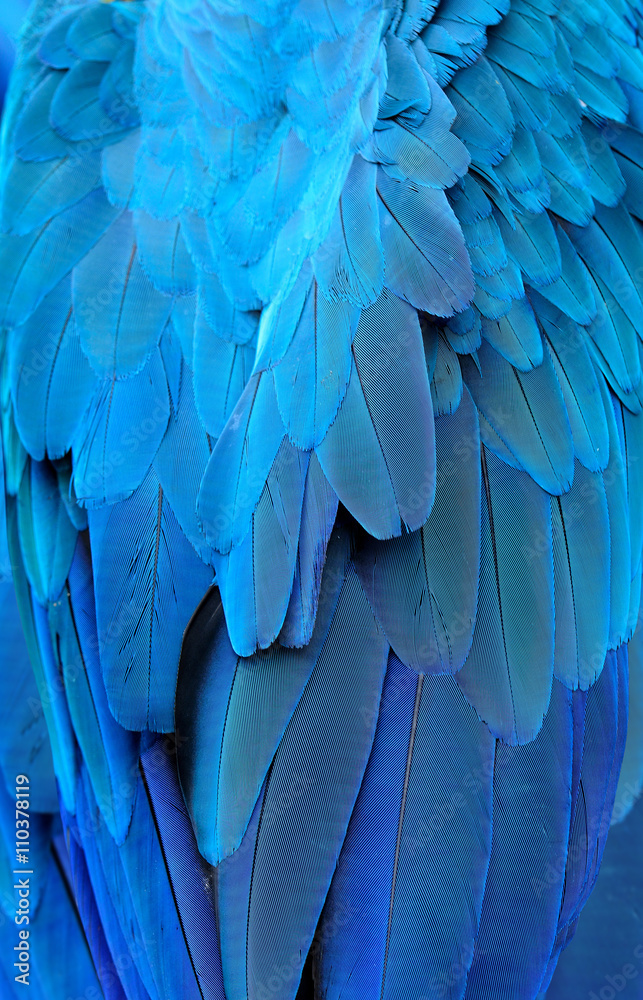 蓝色和金色金刚鹦鹉的迷人羽毛，一种外来物种