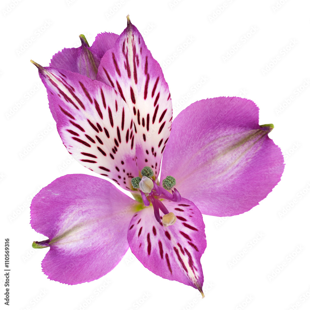 紫罗兰Alstroemeria花头