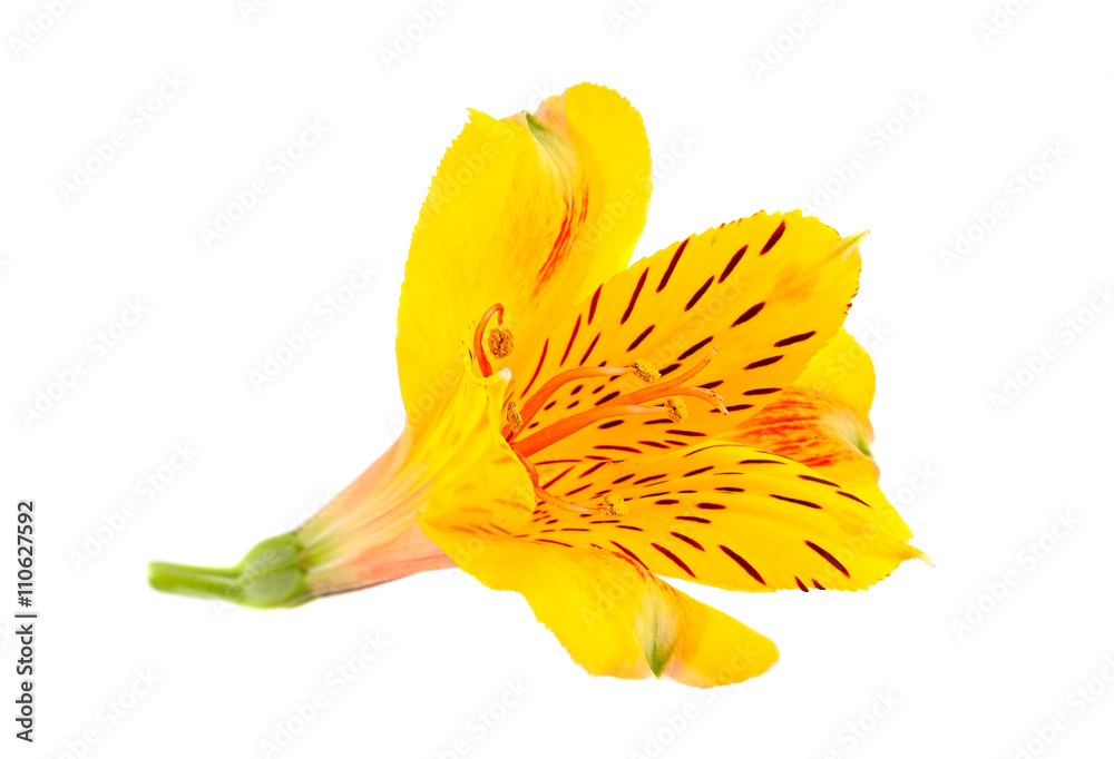 黄色Alstroemeria花头