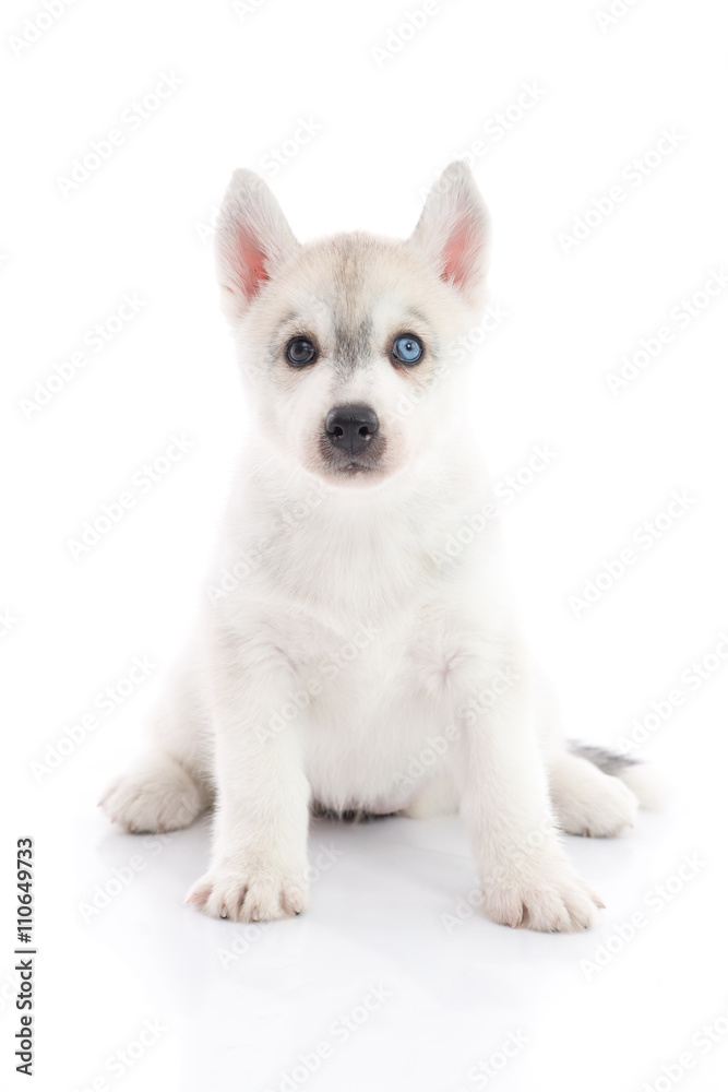 Cute siberian husky puppy lying on white background isolated