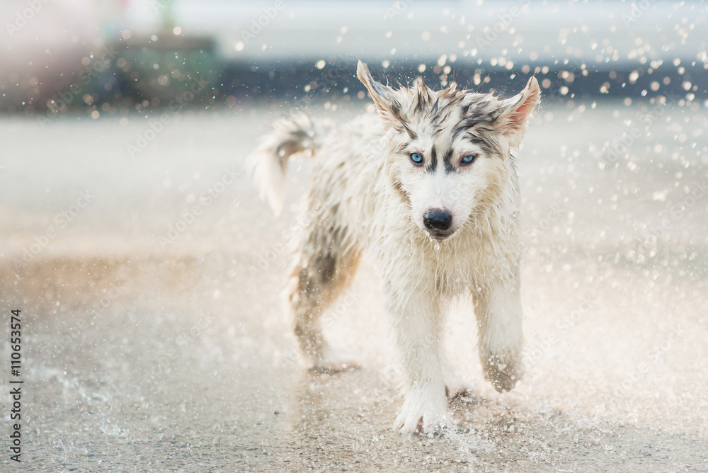 西伯利亚哈士奇小狗抖掉身上的水。