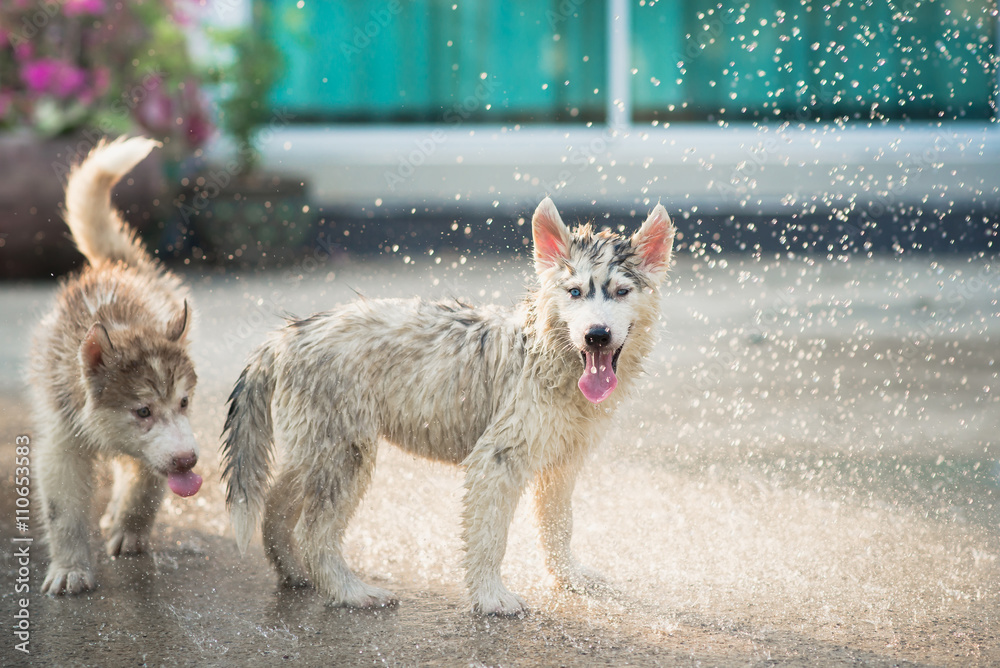 西伯利亚哈士奇小狗把身上的水抖掉。