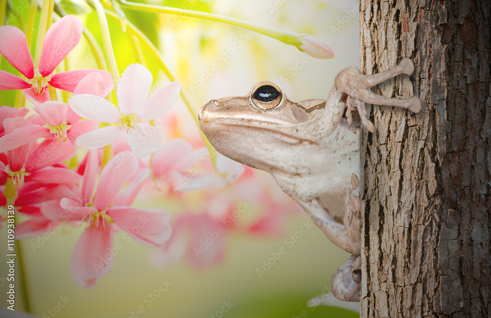 Golden Tree Frog on tree and Rangoon creeper background flowers