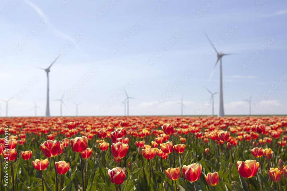 荷兰蓝天和红色郁金香地上的风力涡轮机