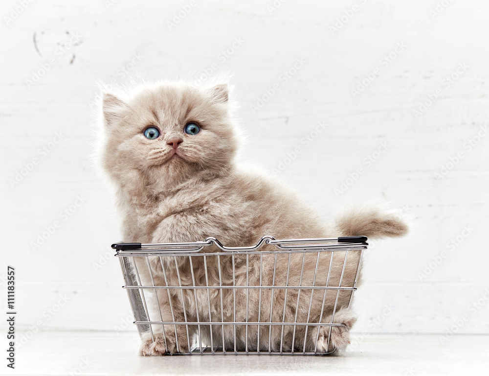 小猫坐在金属购物篮里