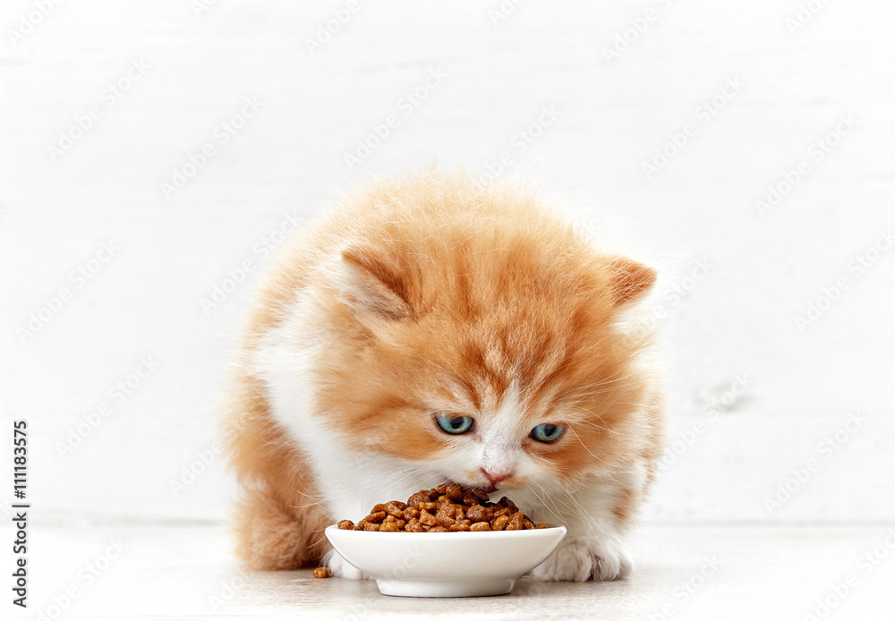 bowl of cat food and small kitten