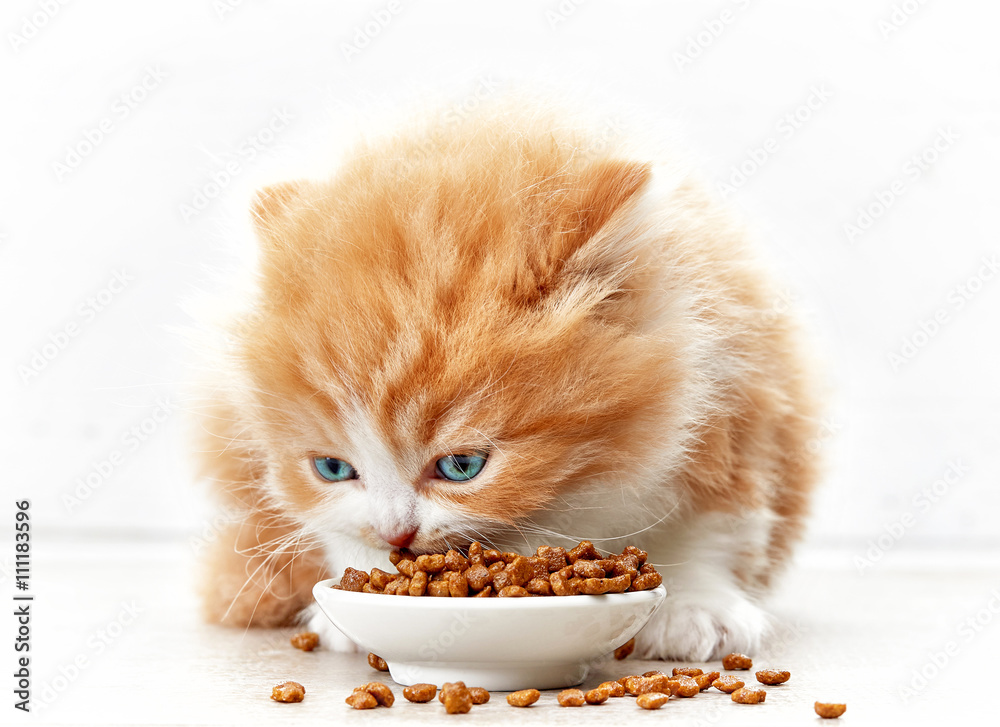 一碗猫粮和小猫