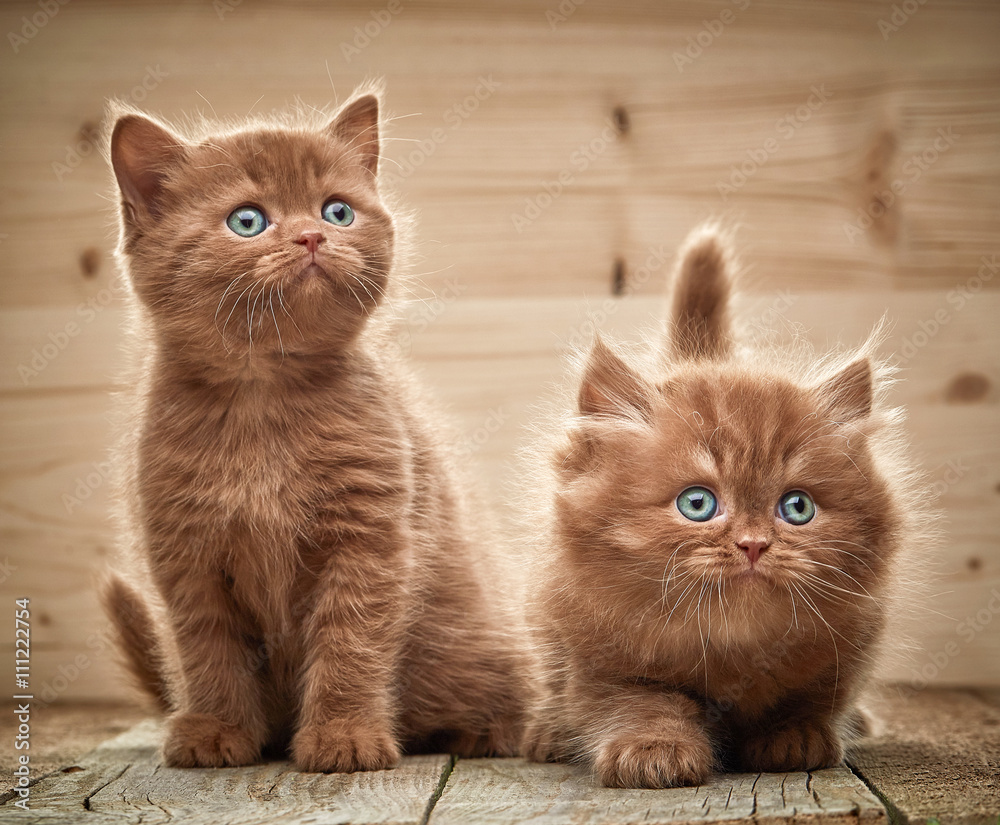 两只棕色的英国小猫