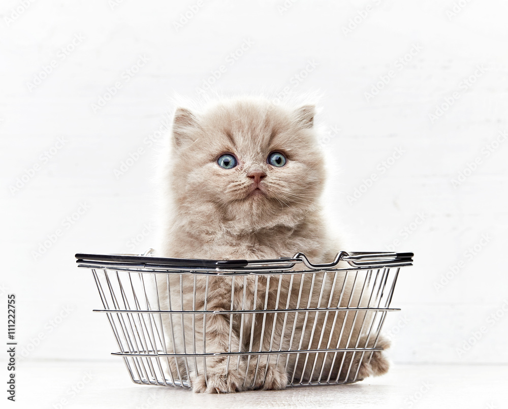 购物篮里的小猫