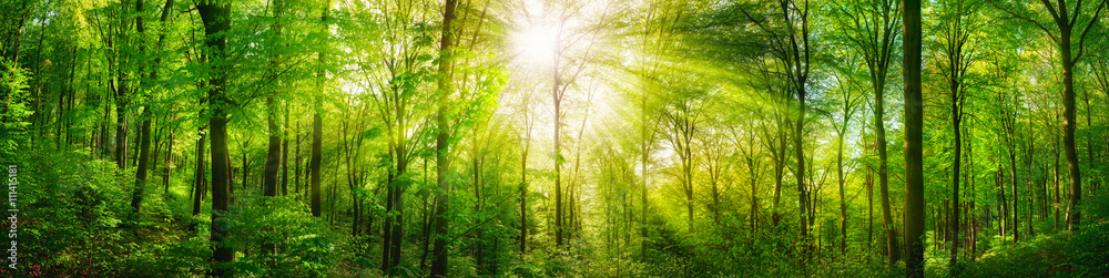 Wald Panorama mit grünen Buchen und schönen Sonnenstrahlen