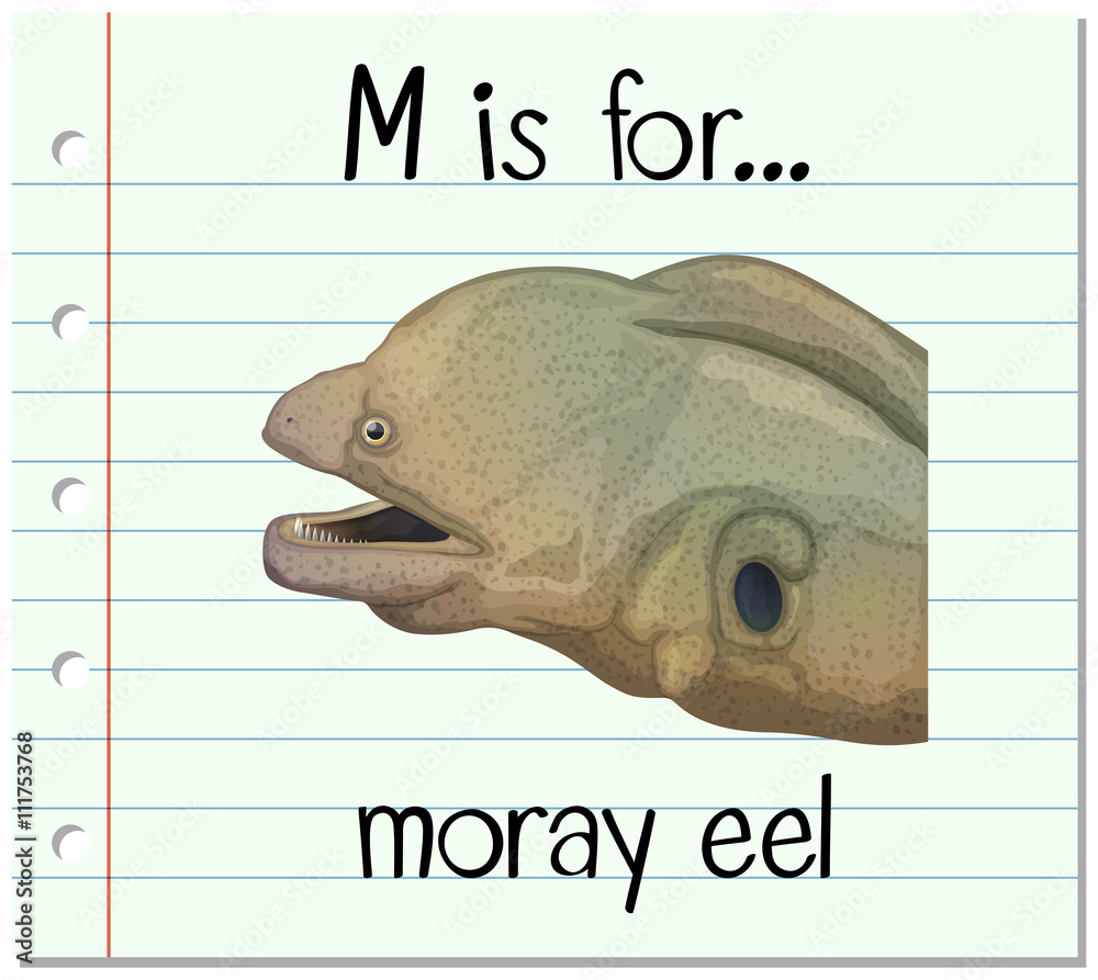 抽认卡字母M代表海鳗