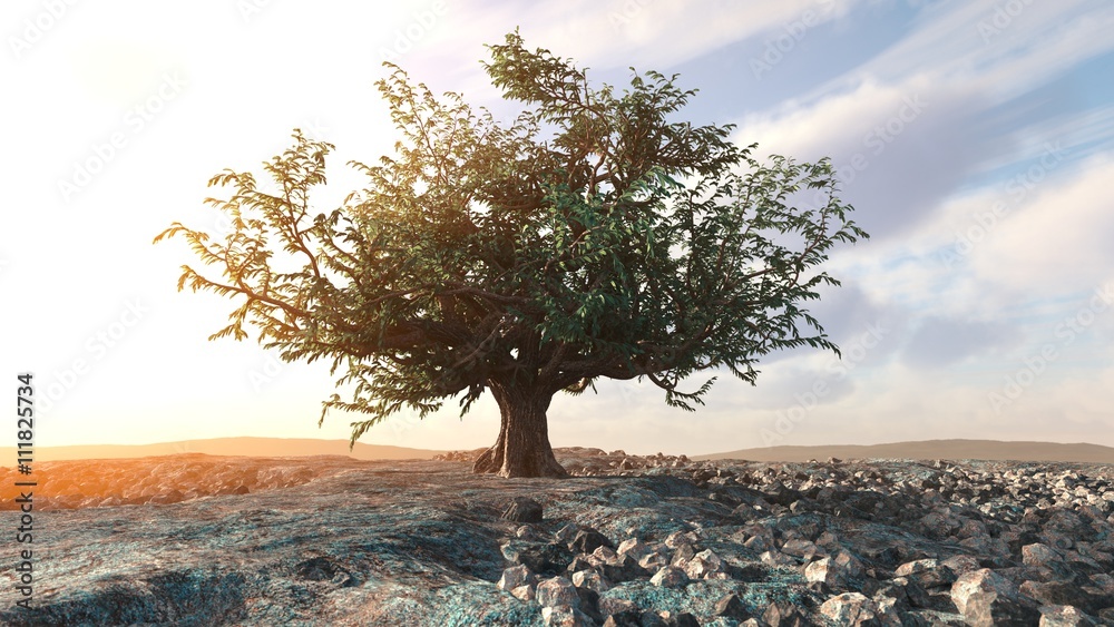 沙漠岩石景观概念背景中留下的一棵树