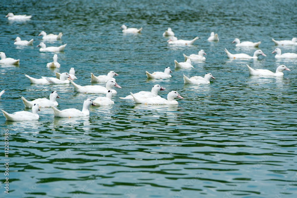Group of ducks on lake water