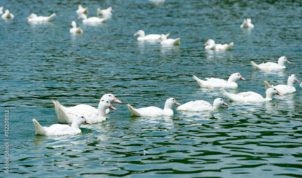 湖水上的鸭子群
