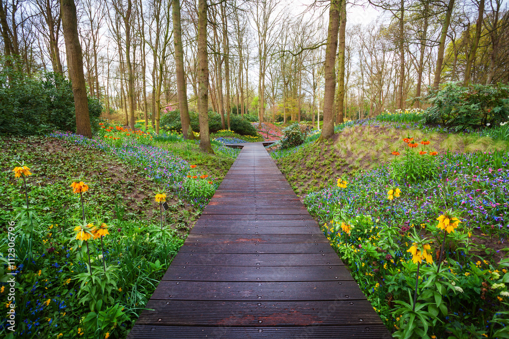 Wooden walkway through the Keukenhof park in Netherlands. Landscape with blooming spring garden. Nat