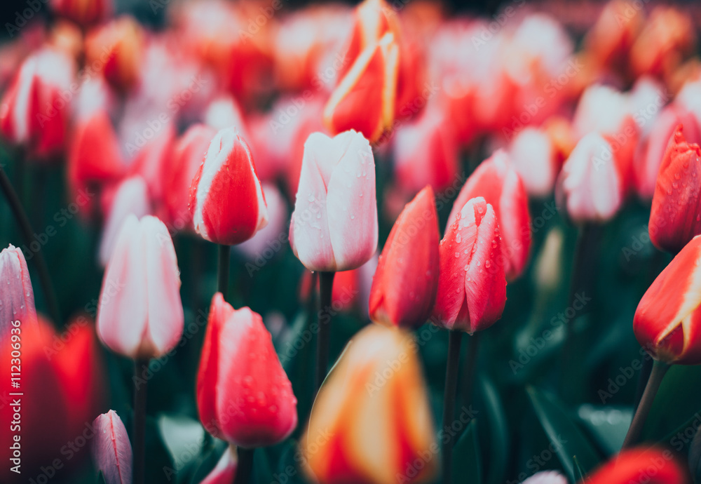 荷兰著名的凯肯霍夫公园里的粉红色和白色郁金香。春天里美丽的花朵盛开