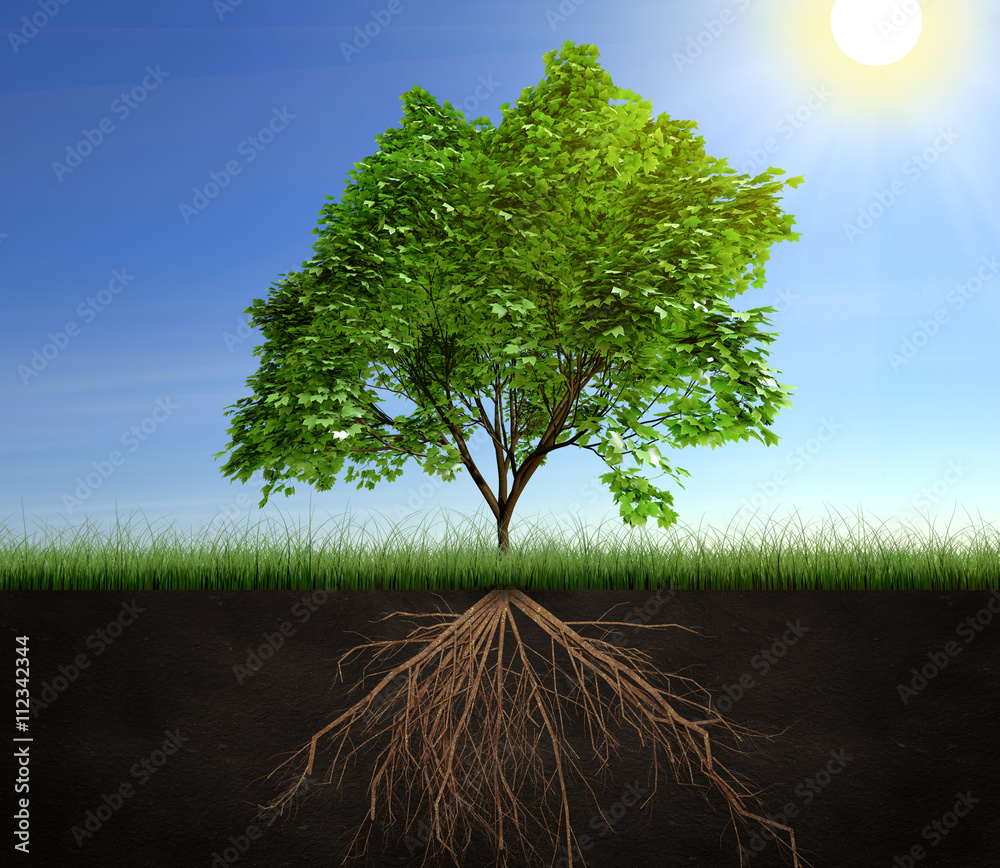 树和根