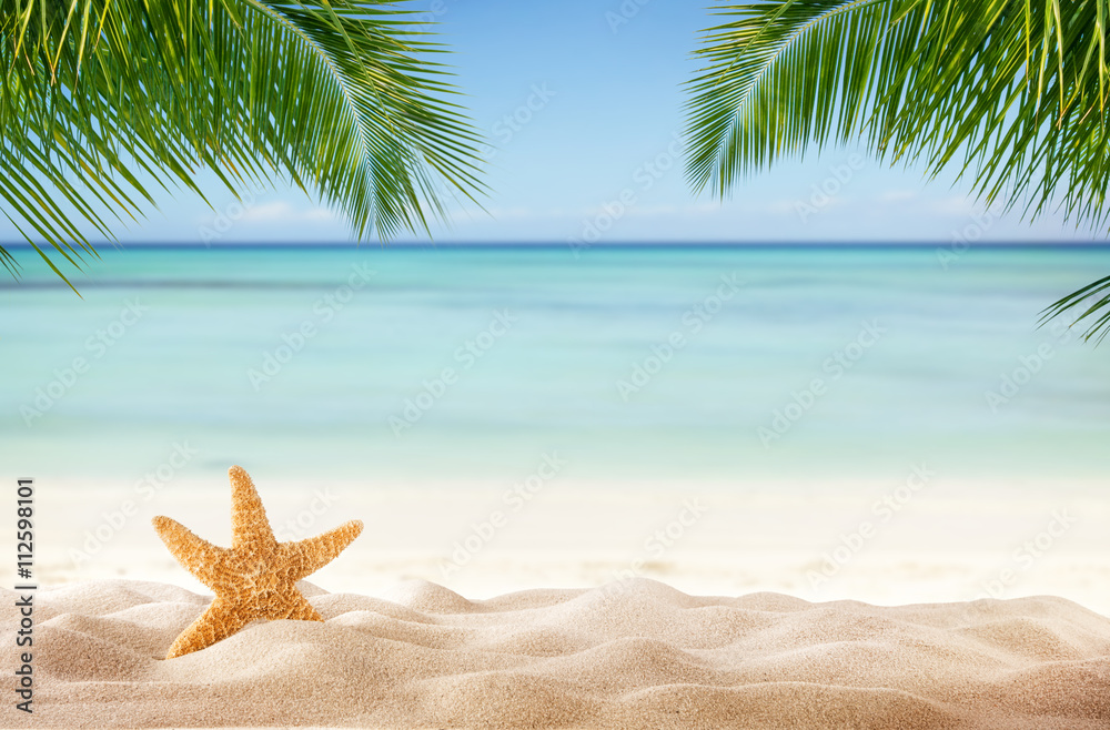 沙滩上有各种贝壳的热带海滩