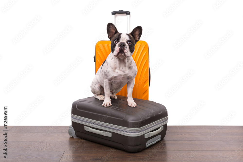 French bulldog sitting on the luggage ready for travel