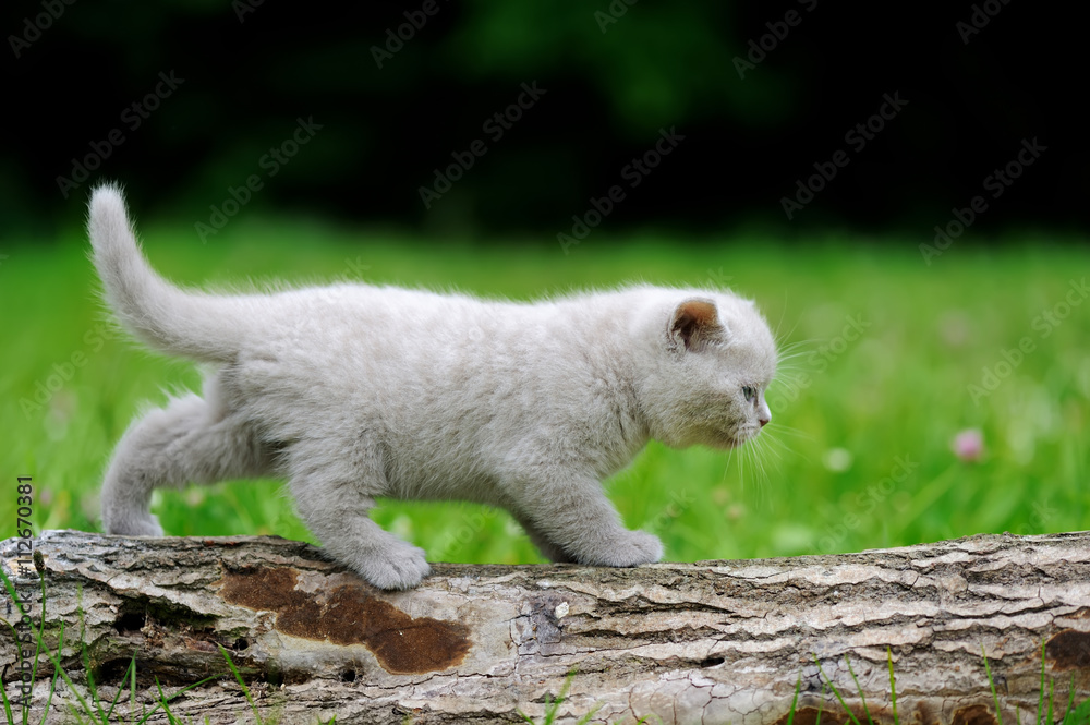 把灰色小猫关在树上