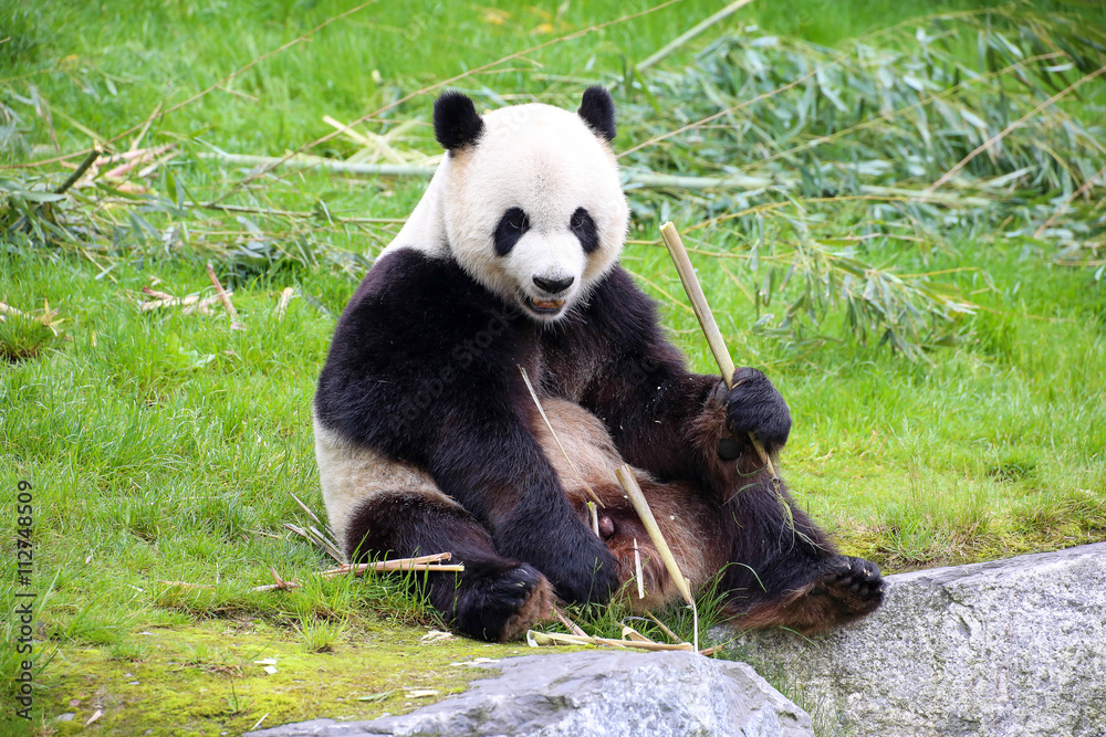 Großer Panda in Nahaufnahme