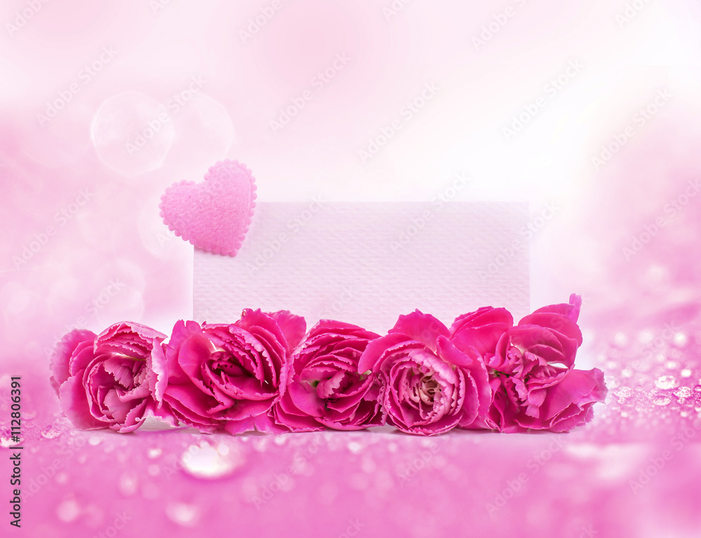 粉色康乃馨在粉色上绽放的美丽花朵