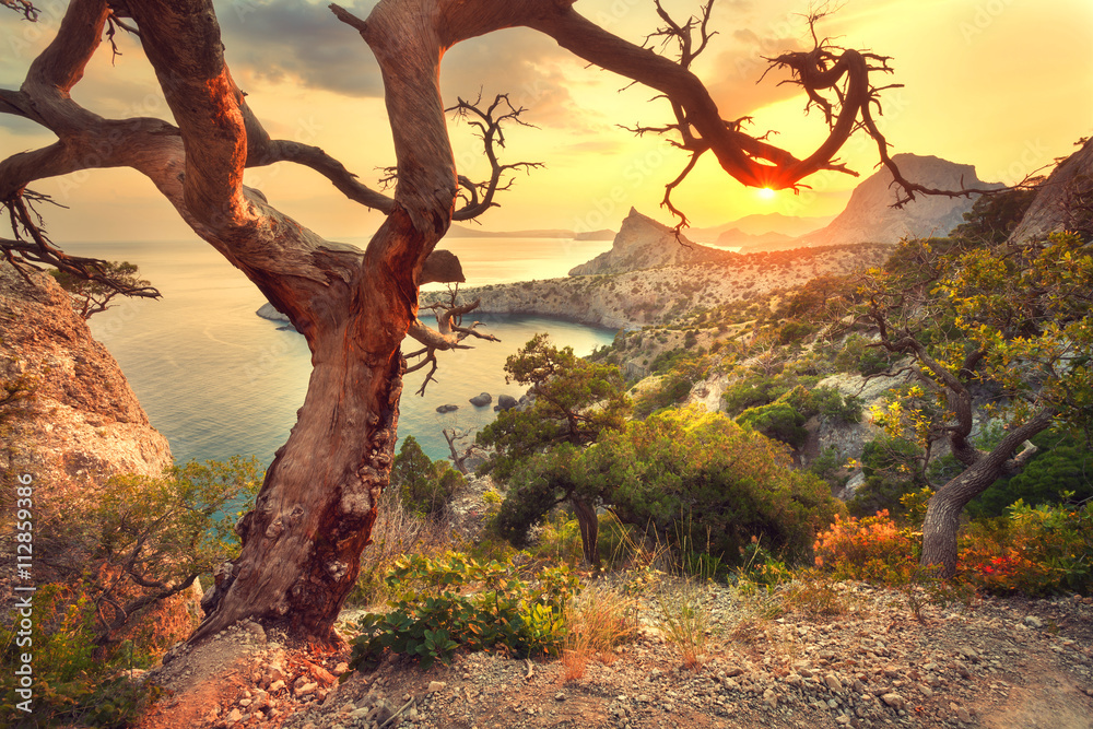 Landscape with beautiful view on mountain valley and old tree, blue sky and sea at sunrise