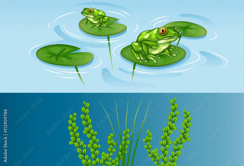 睡莲上的青蛙和水下场景