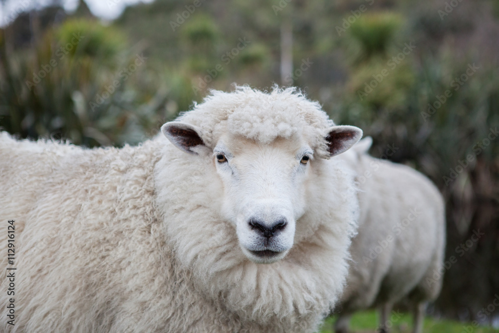 关闭新西兰畜牧场的美利奴羊