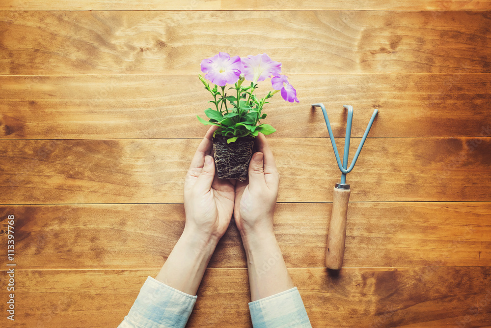 Person holding potted flower on a rustic table