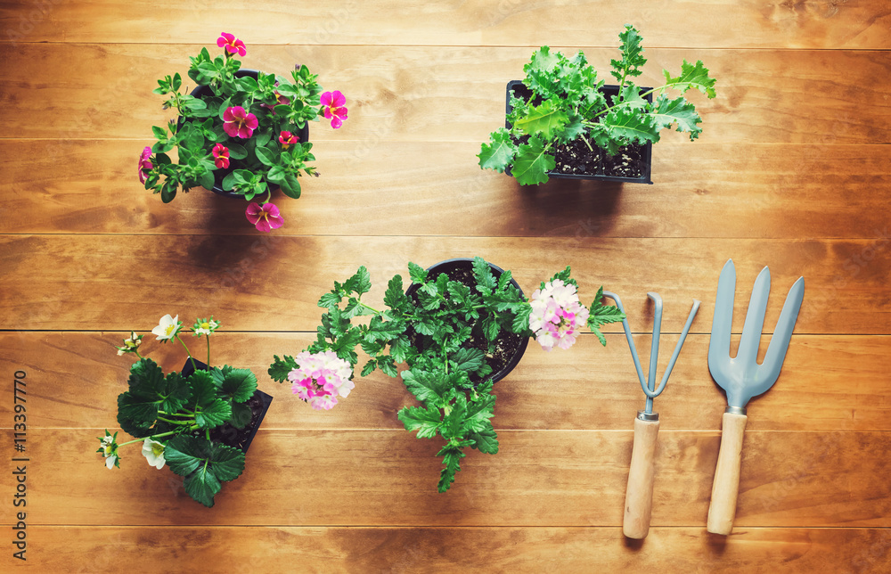 乡村餐桌上的盆栽植物和园艺工具