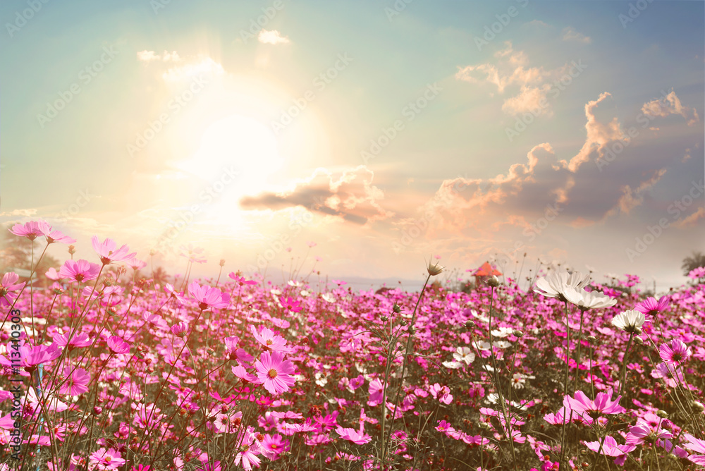 美丽的粉红色和红色宇宙花田的自然景观背景，阳光明媚。复古的山坳
