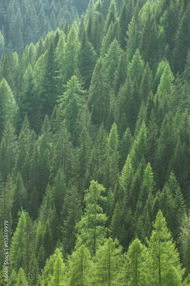 古老的云杉、冷杉和松树森林中健康的绿树