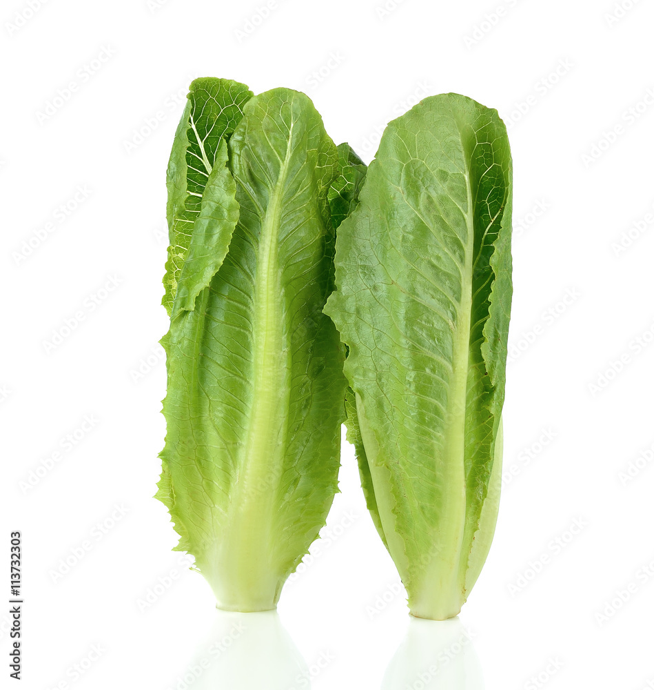Romain lettuce isolated on a white background