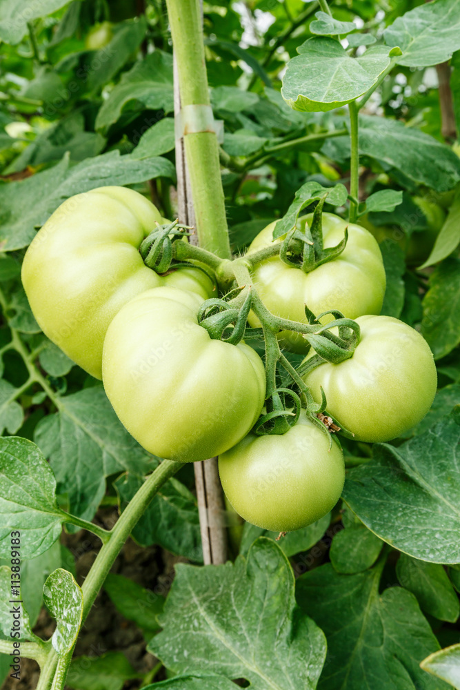 温室里生长的成熟番茄