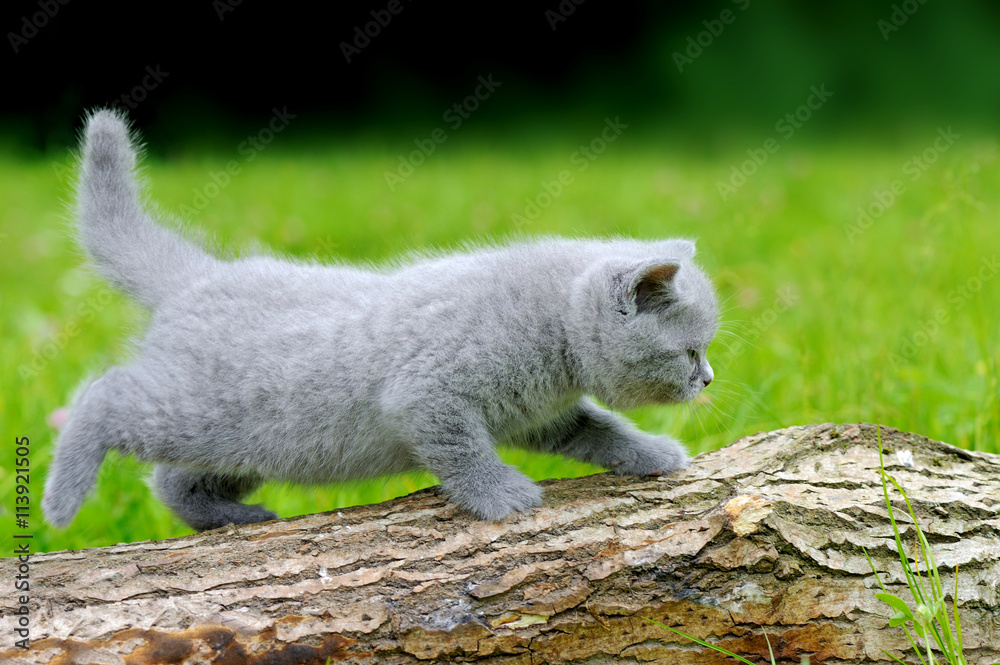 关上树上的灰色小猫