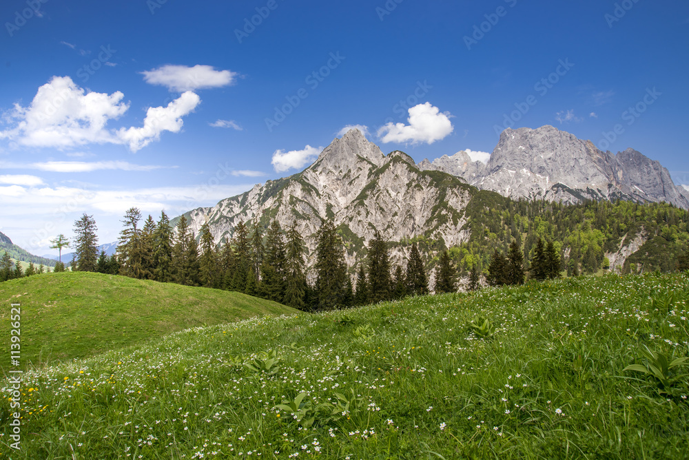 美丽的奥地利阿尔卑斯山脉中的高山草甸
