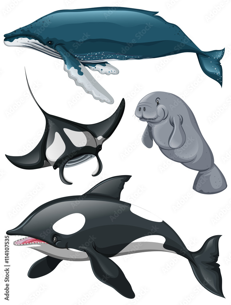 不同种类的鲸鱼和鱼