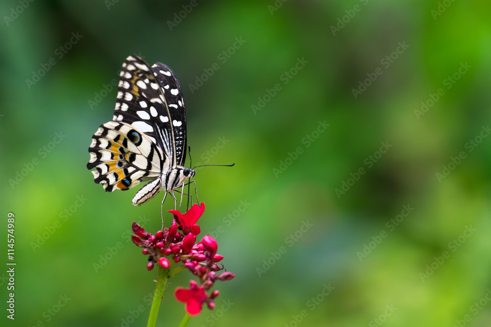 lime butterfly on Ixora flowers