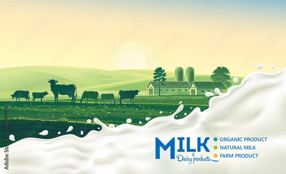 奶牛和牛奶飞溅的乡村景观。清晨的阳光和黎明。